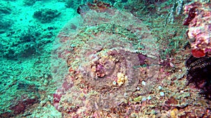 Close-up of the Stonefish is hiding under the coral next to two Lionfish. Reef Stonefish (Synanceia