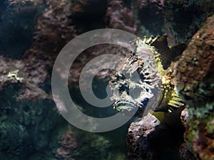 Close up stonefish, Synanceia verrucosa, Estuarine stonefish, Hidden in the coral underwater, marine aquarium