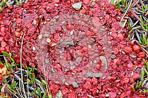 Close up of the stool-excretion of a Grizzlybear photo