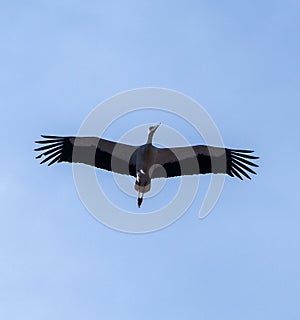close up of stork flight in blue sky
