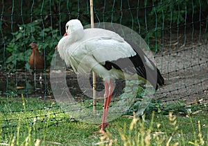 A standing stork