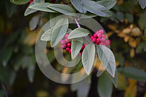 Close up on Stramvaesia dividiana, the Chinese Photinia. Leipzig, Germany, Europe.