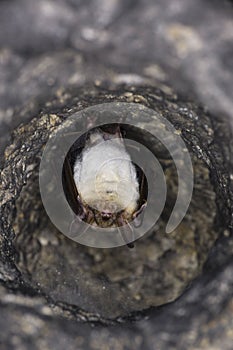 Close up strange animal Greater mouse-eared bat Myotis myotis hanging upside down in the hole of the cave and hibernating.