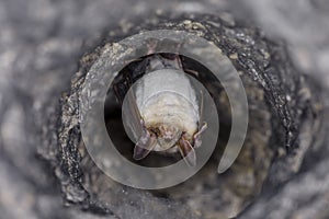 Close up strange animal Greater mouse-eared bat Myotis myotis hanging upside down on old wooden stick in stole. Wildlife