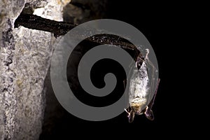 Close up strange animal Greater mouse-eared bat Myotis myotis hanging upside down on old wooden stick in stole. Wildlife photo