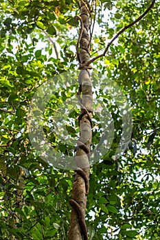 Close-Up of Strangler Fig Tree Embracing and Cutting in Tree Trunk in Rainforest, Queensland, Australia