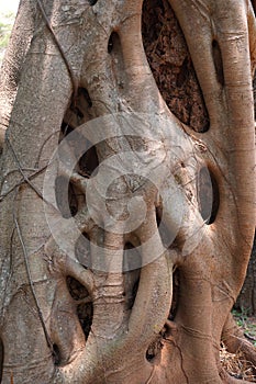Close up Strangler fig