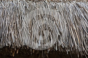 Close up straw background. Texture of straw