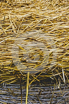 Close-up of a straw bale standing on the flat surface, the round edge of the bale runs along the lower third line, below is the