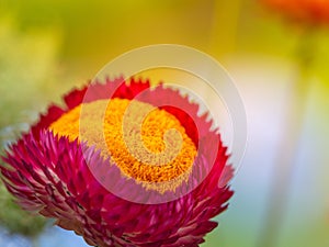 Close up Straw Flower Helichrysum with nature blurry