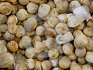 Close up of Straw mushroom Volvariella volvacea