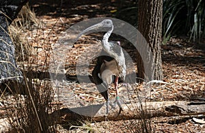 Close -up of Straw-necked Ibis (Threskiornis spinicollis)