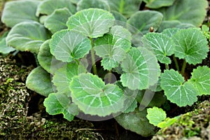 Strawberry Begonia Leaf, Saxifraga stolonifera photo