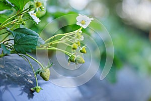 strawberry blossom, White strawberry flowers with green leaves in the garden