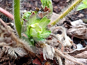 Close up of a strawberry bud before bloom