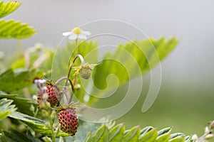 Close-up of strawberry bush with small green and big red ripe de