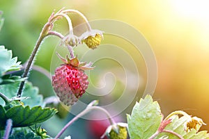 Close-up of strawberry bush with small green and big red ripe delicious berries lit by summer sun on blurred dark soil background