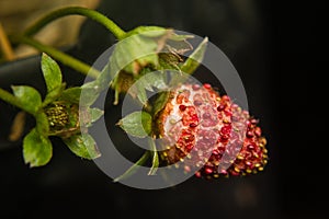 Close-up of strawberry diseased