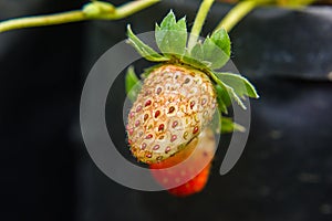 close-up of strawberry diseased