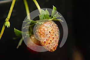 Close-up of strawberry diseased