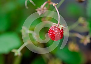 close up of strawberry on green grass in sunny summer day