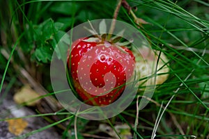 close up of strawberry on the green grass on sunny summer day