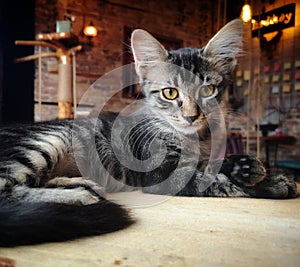 Close-up of stray cat in Istanbul