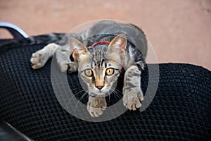 close-up stray cat with a red collar