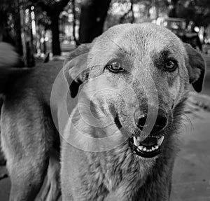 A close up of a stray dog with mouth open in black and white