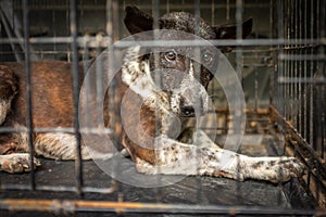 A close up of a stray street dog in Thailand in a crate awaiting medical treatment, very sad expression in the dog`s eyes
