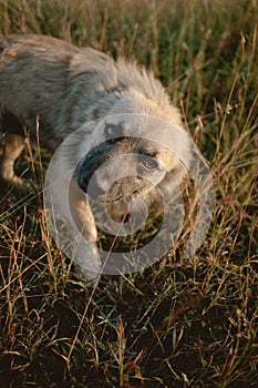 Close up of stray white brown dog looking at camera, staying at dry grassland alone with sunlight in evening.