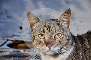 close-up of a street cat`s face looking at the camera