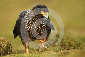 Close-up of Striated Caracara walking on the grass