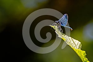 Close up of a striking Beautiful Demoiselle Damselfly with metallic looking wings and body on the tip of a green leaf