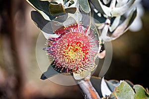 Close up of striking red gray or silver-barked eucalypts - Western Australia wildflower