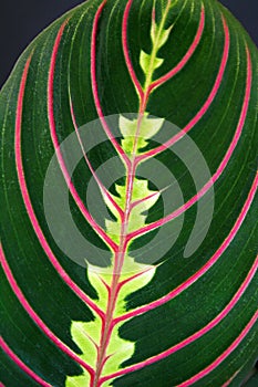 Close up of strikingly marked tropical `Maranta Leuconeura Fascinator Prayer Plant` leaf