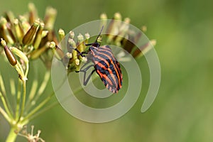 Striped bug on the seeds of umbellifer photo
