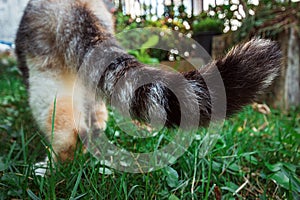 Close up striped cat tail over green grass background. Cute calico parti-colour thai cat striped tail