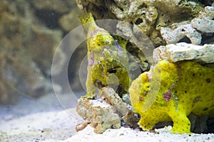 Close up on striped frogfish (antennarius striatus)
