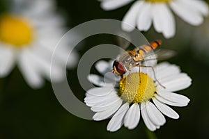 Close-up of a striped hoverfly perched on a caraway flower. It is summer. The hoverfly searches for pollen
