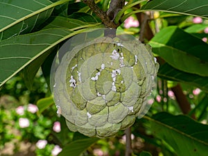 Close up Striped mealybug on Sugar Apple fruit