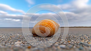 Closeup of a striped seashell on a sandy beach with a cloudy sky
