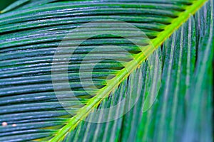 Close-up, Striped texture of green Cycas circinalis leaf, natural leaves background