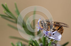 Close-up of a striped wasp perched on the flower of a rosemary branch. The background is light