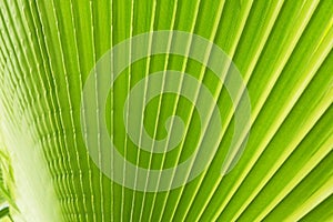 Close up of stripped sugar palm leaf of lime green color with visible texture structure. Anti pollution concept.