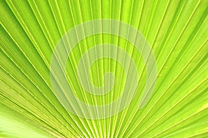 Close up of stripped sugar palm leaf of lime green color with visible texture structure. Anti pollution concept.