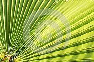 Close up of stripped sugar palm leaf of lime green color with visible texture structure. Anti pollution concept.