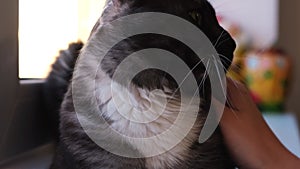 Close up of stroking a domestic cat. Concept. Loving animals, woman hand stroking and scratching black cute cat while it