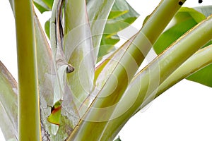 Close up structure of banana tree and leaves green, isolated on white background