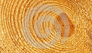 Close-up of the structure of a cut pine trunk,